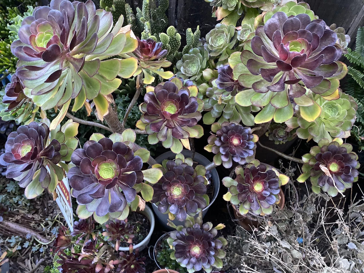 Black Rose Succulent Cuttings - 5 Aeonium Arboreum 'Zwartkop' - Dark Purple Foliage Cactus Plants for Gifts