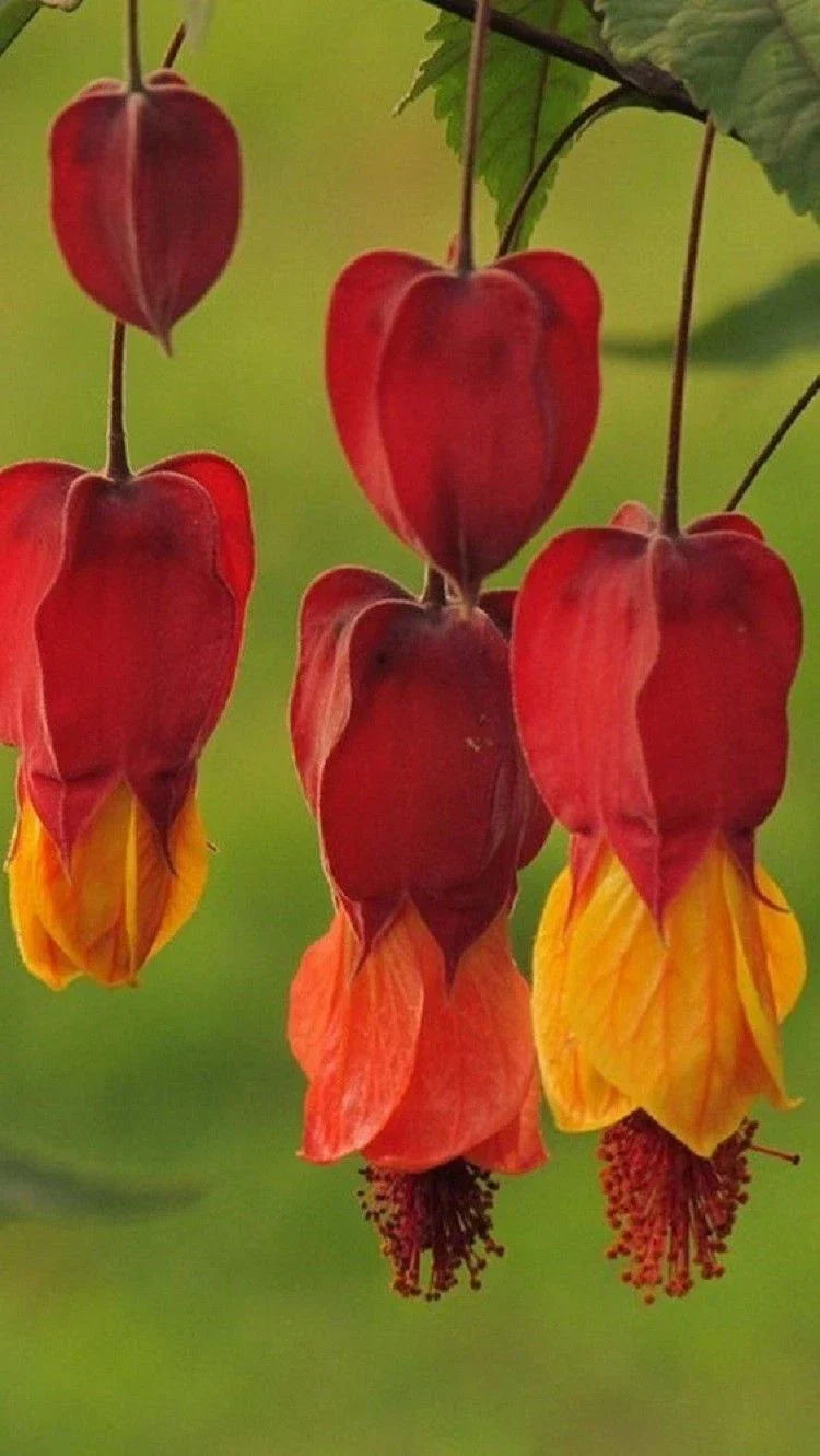 Bleeding Heart Seeds - 25 Red Orange Perennial Flowers for Shade - Lamprocapnos spectabilis - US Seller