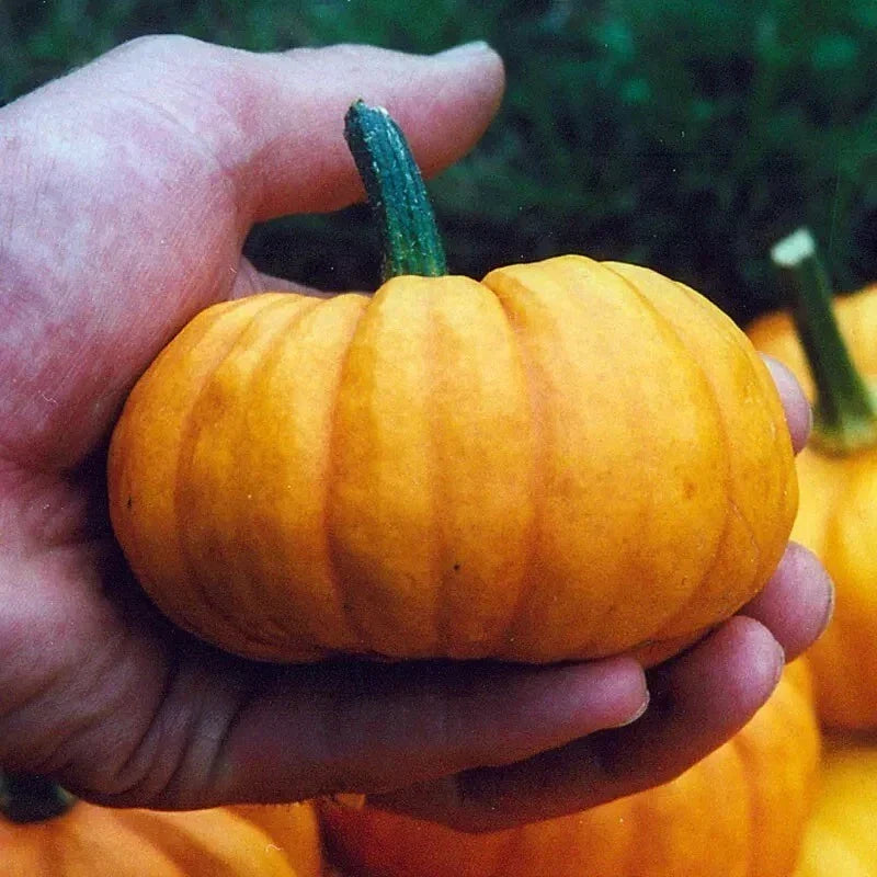 Jack Be Little Pumpkin Seeds - 30+ Organic Heirloom Seeds - Cucurbita pepo - Non-GMO Mini Pumpkin Gardening Supply