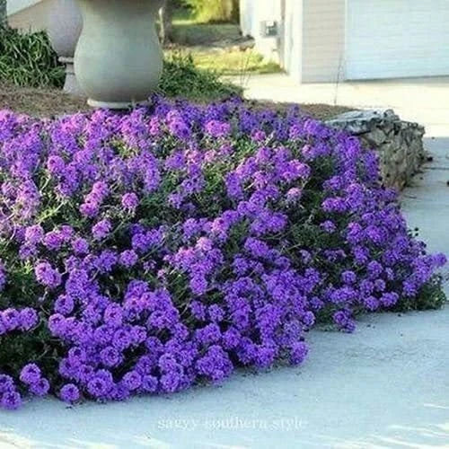 Moss Verbena Ground Cover Seeds 100+ Seeds Purple Flowering (Verbena Tenuisecta) Drought-Tolerant Pollinator Friendly