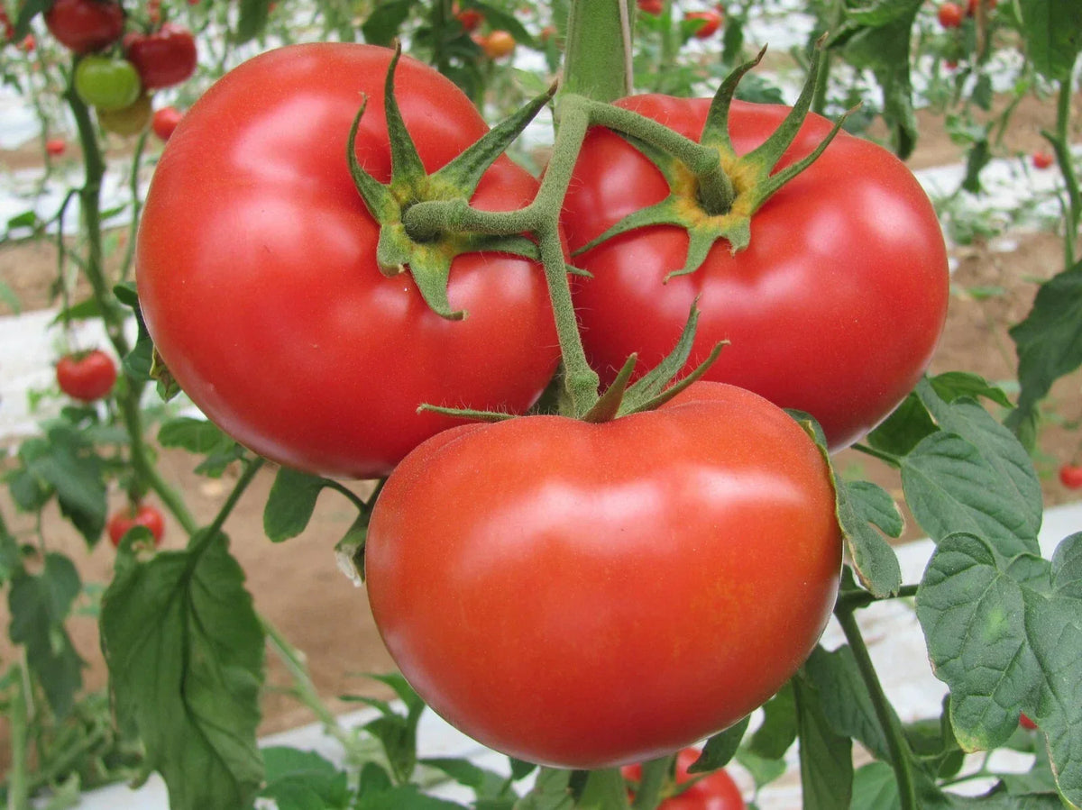 German Johnson Tomato Seeds - 25 Organic Heirloom Seeds - Pink/Red Beefsteak - Solanum lycopersicum - Non-GMO Gardening