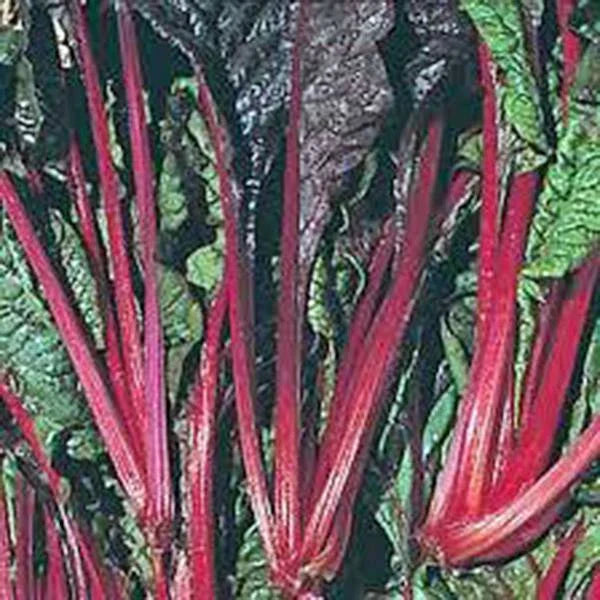 Swiss Chard Seeds - Ruby Red Heirloom, 500 Non-GMO Seeds - Beta vulgaris subsp. cicla
