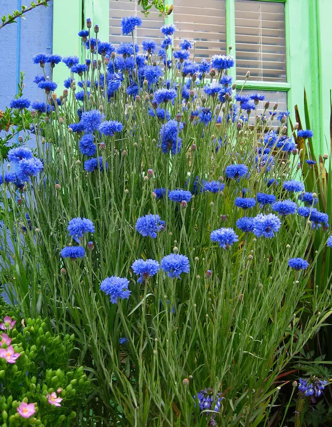 Bachelor's Button Flower Seeds - Blue Double Variety - Centaurea cyanus - Florist Quality