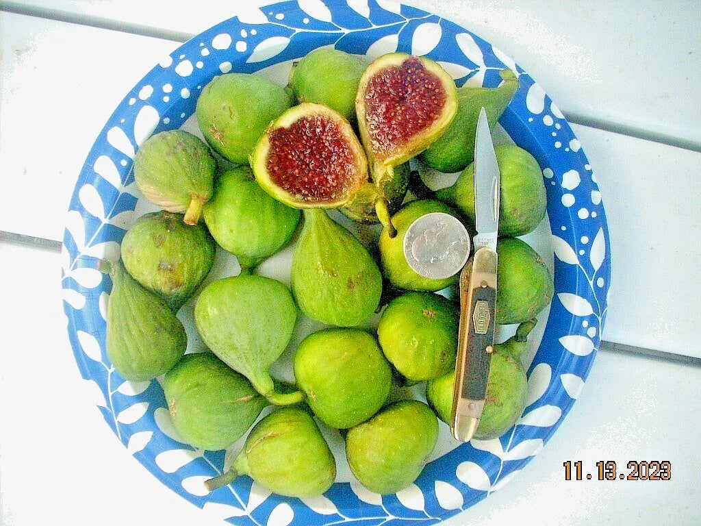 Fig Tree Cuttings - 6 Pieces - Vasilika Sika - Cold Hardy Delicious White Fig - Ficus carica