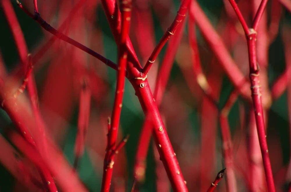 Red Dogwood Bush Cuttings - 2 Pack - Cornus florida - Easy to Grow, No Roots - Vibrant Red Stems for Garden Landscaping