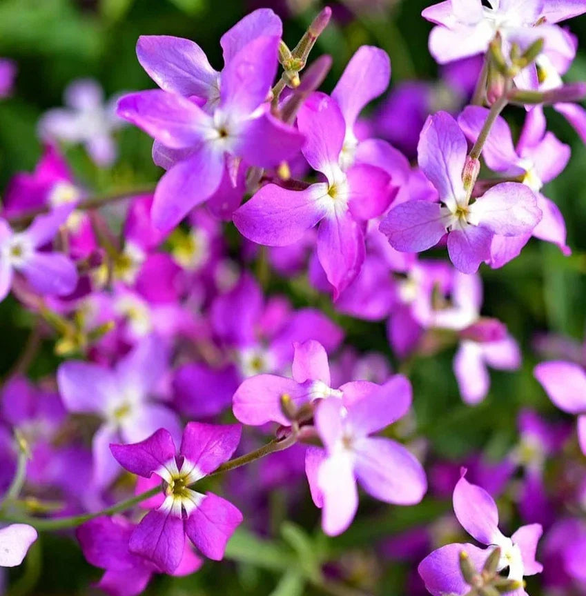 Evening Scented Stock Flower Seeds 2000+ Pack - Matthiola longipetala - Fragrant Annual Wildflower Garden Seeds