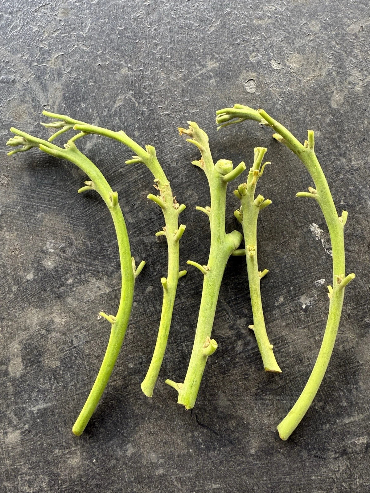 Lamb Hass Avocado Cuttings 4 Scions for Grafting - Persea americana 'Lamb Hass' - Ideal for Home Gardening and Commercial Growers