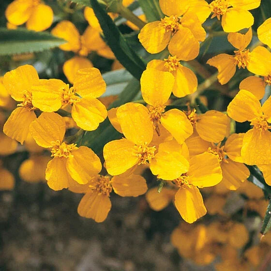Mexican Mint Marigold Seeds - 100+ Seeds - Tagetes lucida - Spanish Tarragon Herb - Non-GMO Culinary Plant
