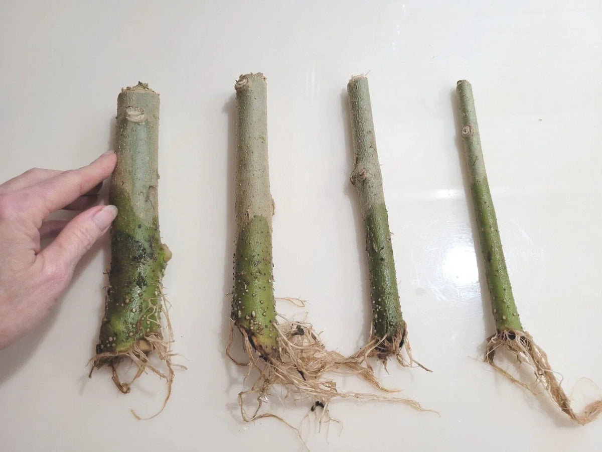 Rooted 7" Angel Trumpet Cuttings - Brugmansia - Yellow, Pink, White Varieties - Fragrant Flowers for Garden
