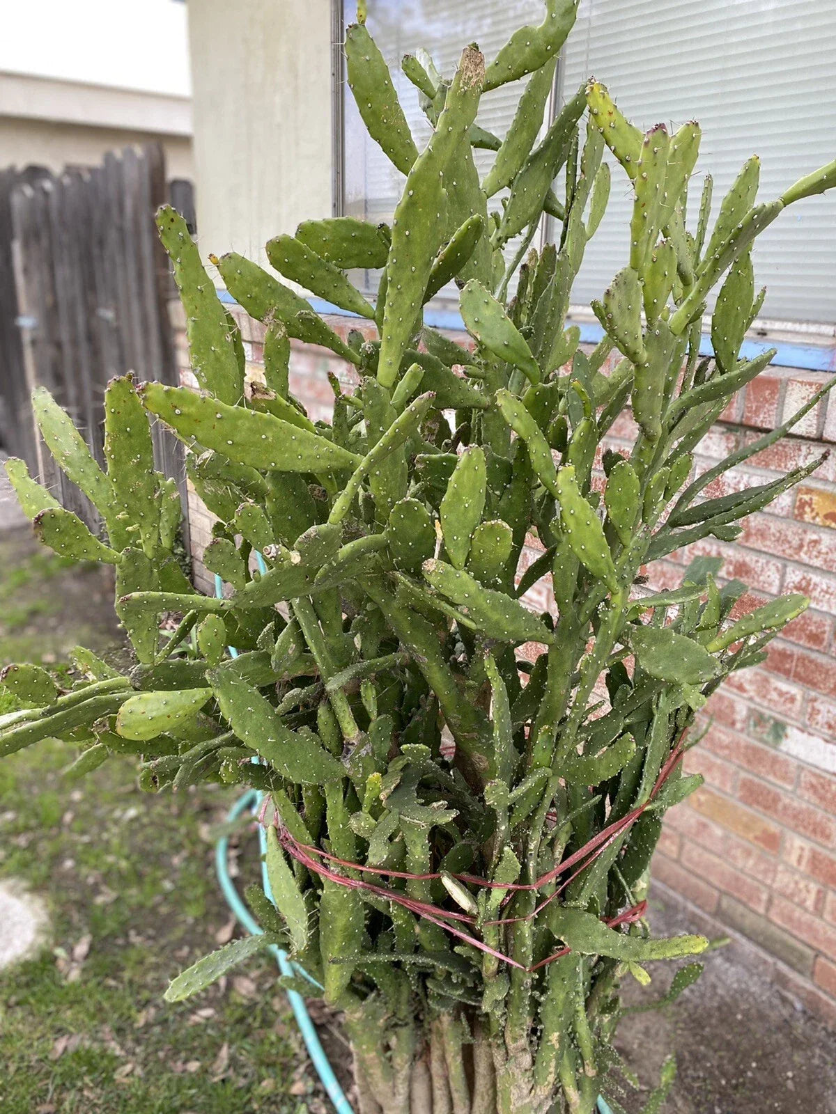 Joseph's Coat Cactus Cuttings - 5 Drooping Prickly Pear Succulent - Opuntia monacantha - Colorful and Low Maintenance