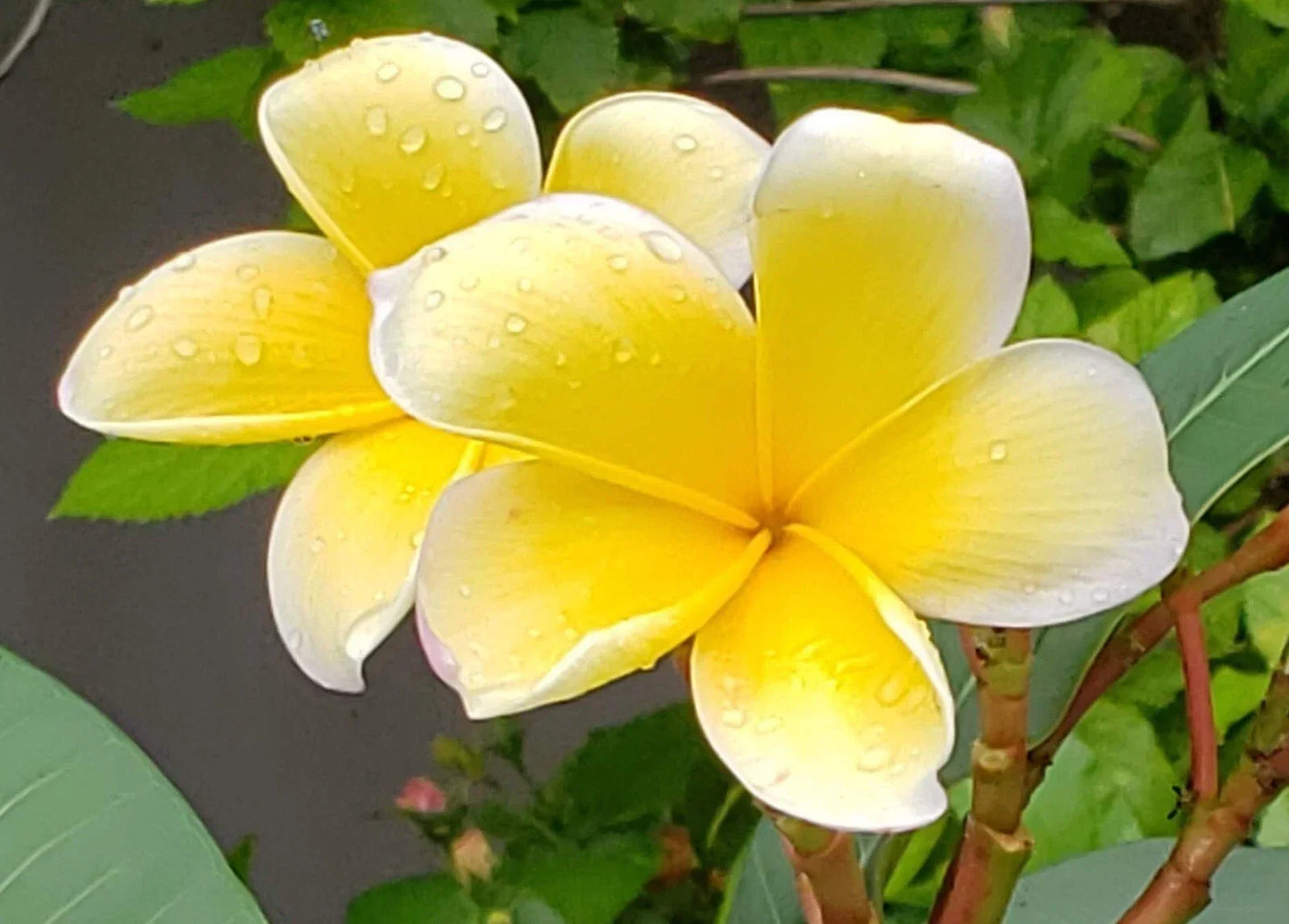 Yellow Plumeria Cuttings - Frangipani Plant Cuttings for Gardening - Plumeria rubra var. lutea - Tropical Flowering Plant