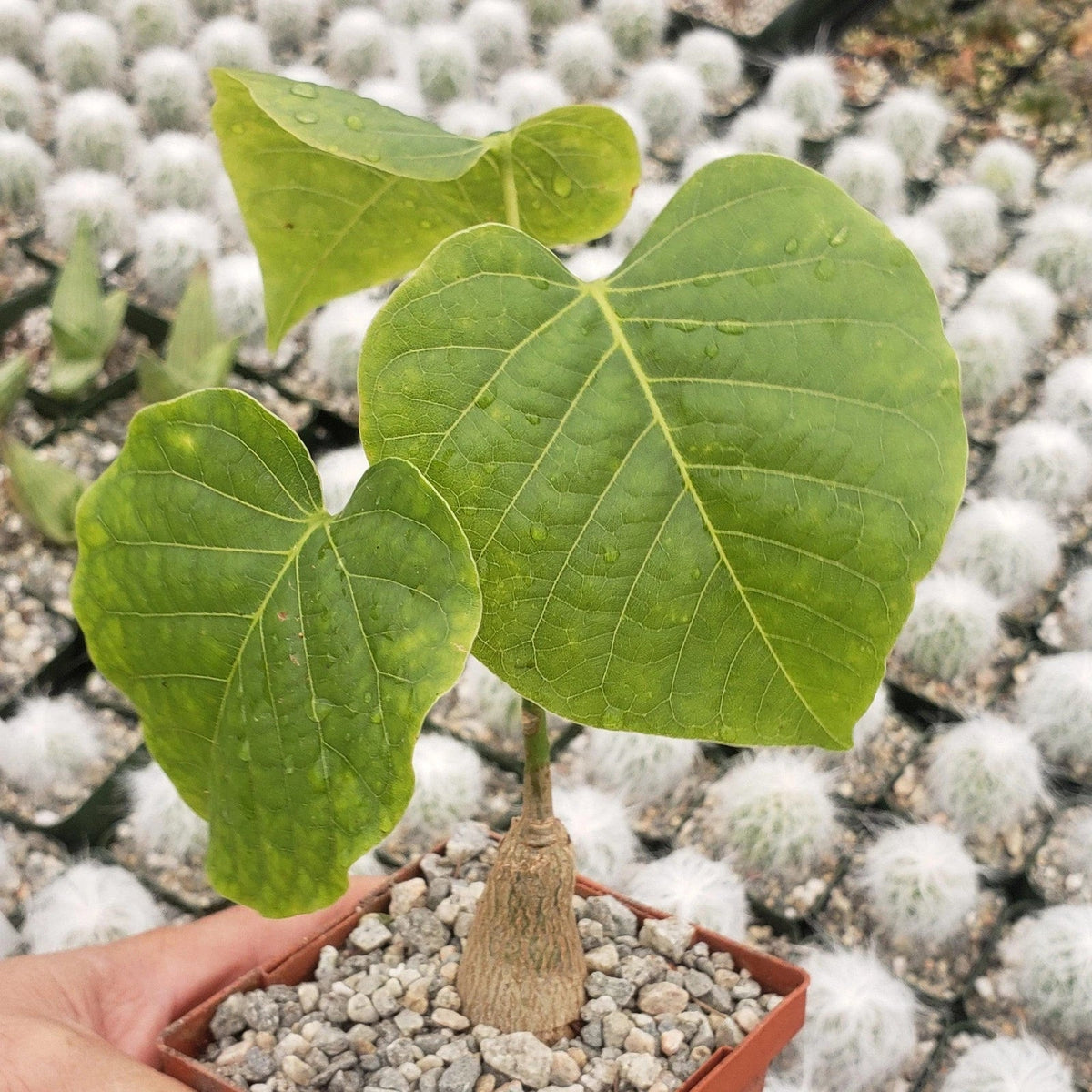 Shaving Brush Tree Plant - 4-Inch Live Cacti Succulent - Pseudobombax ellipticum - Unique Indoor Outdoor Decor