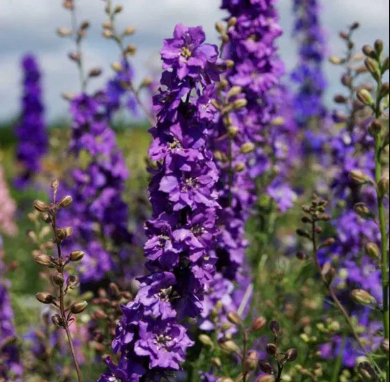 Rocket Larkspur Seeds - 500 Non-GMO Lilac Cut Flowers - Delphinium ajacis - Attracts Pollinators for Vibrant Gardens