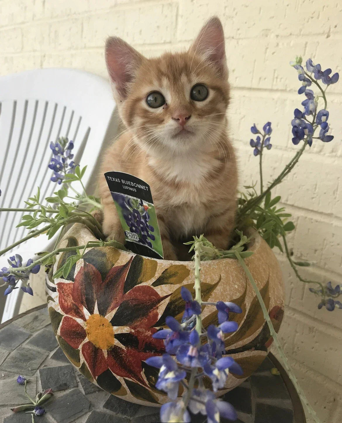 Texas Bluebonnet Seeds - 50 Perennial Wildflower Seeds - Lupinus Texensis - Vibrant Blue Flowers for Gardens