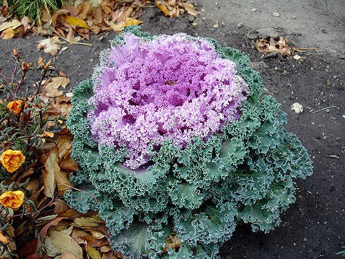 Ornamental Kale Seeds - Kamome Pink - 40 Fresh Seeds - Brassica oleracea - Vibrant Pink & Green Foliage for Garden Decor