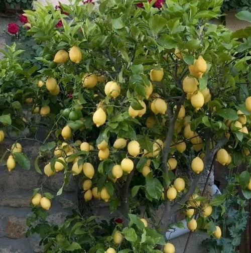 Live Lemon Tree Seedling 4 Inch - Eureka Variety - Citrus limon - Indoor/Outdoor Growers Choice Plant