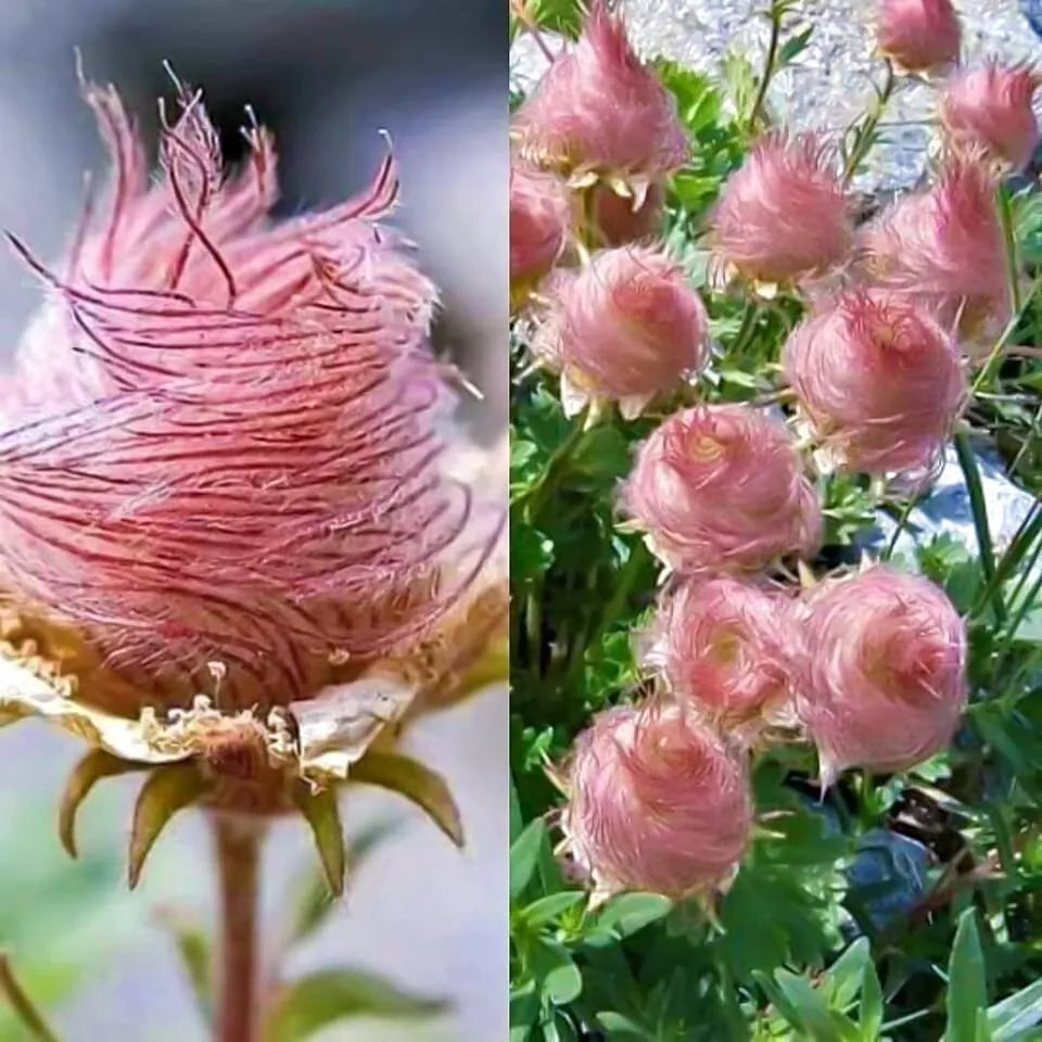 Prairie Smoke Seeds - 10 Pack - Rare Native Wildflower - Geum triflorum - Pollinator Friendly - Made in USA