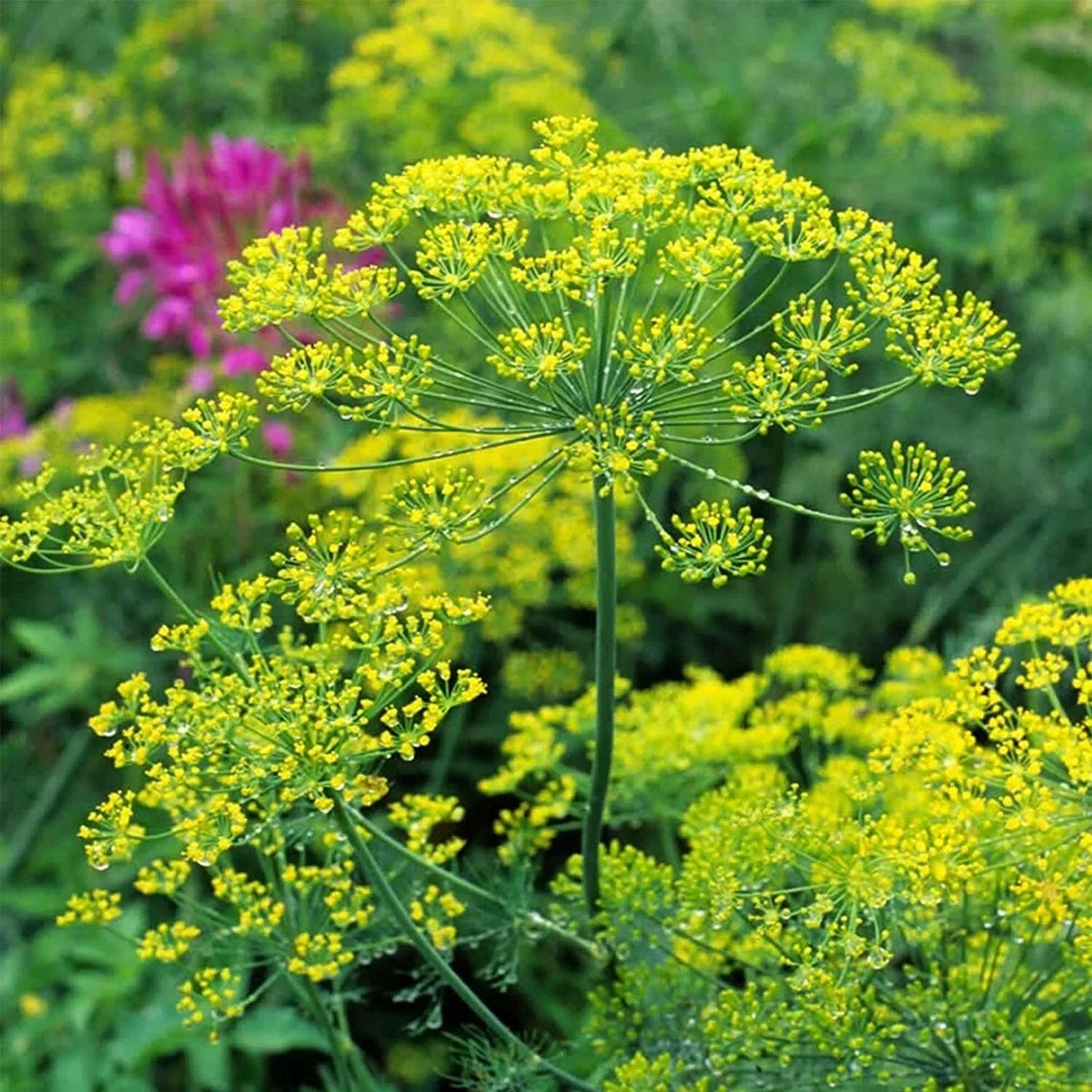 Bouquet Dill Seeds - 150+ Seeds - Culinary Herb for Gardens and Pots - Anethum graveolens - Organic Non-GMO