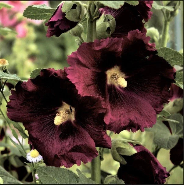 Black Knight Hollyhock Seeds - 25 Perennial Flower Seeds - Deep Purple - Alcea rosea 'Black Knight' - US Seller