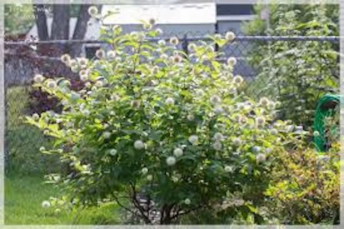 Buttonbush Plant Live Bare Root 12-18in Cephalanthus occidentalis for Wet Soils, Rain Gardens, Pollinator Friendly