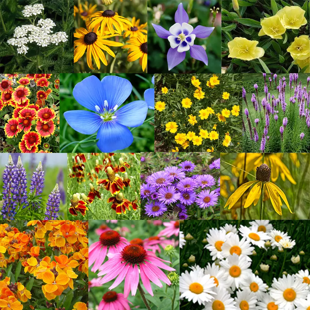 Perennial Flower Seed Mix | 100 Seeds | 17 Colorful Varieties | Non-GMO Wildflowers for Pollinators | Various Species