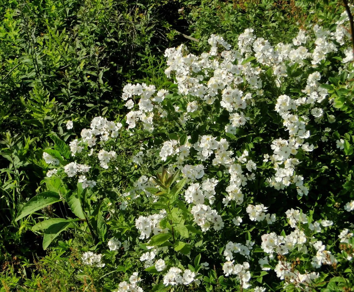 Multiflora Rose Bush Starter Plant Bare Root 6-12 Inches Rosa Multiflora - Vibrant White to Pink Blooms for Garden Hedges