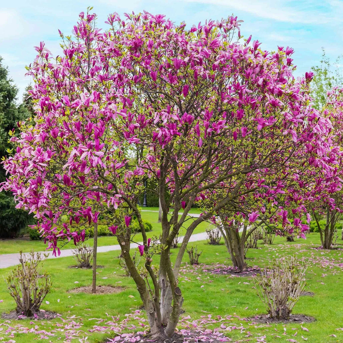 Jane Magnolia Tree - 3 Gallon - Pink Blooms - Magnolia x Jane - Fragrant Spring Flowers for Gardens and Landscapes