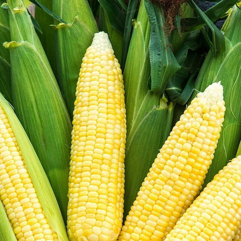 Bodacious Sweet Corn Seeds Packet, F1 SE Hybrid, Non-GMO, Zea mays, Easy to Grow for Home Garden, Golden Yellow Ears