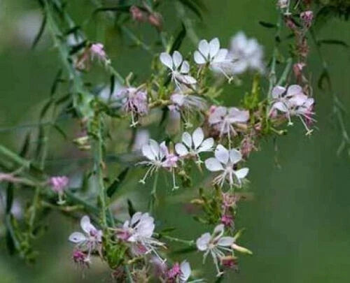 Gaura Bareroot Plant - 1 Bareroot - Gaura ibennis | Gaura longifolia - Drought-Tolerant Perennial Flower for Gardens