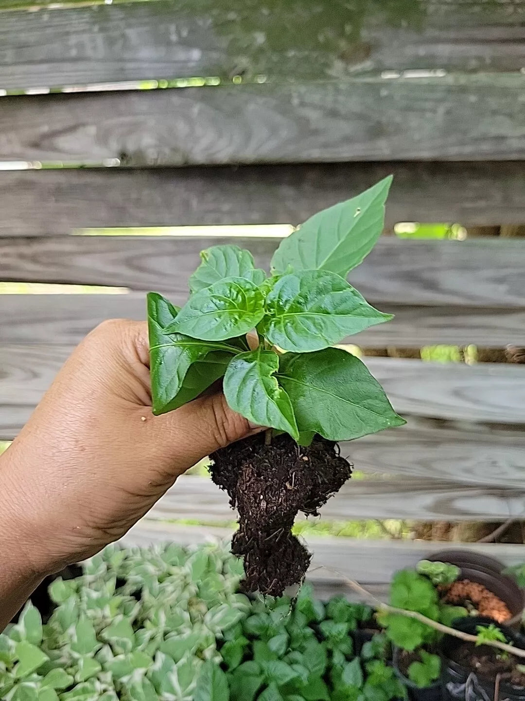 Red Habanero Pepper Plant 3 Inch Pot Non-GMO Capsicum chinense - Spicy Red Peppers for Gardening and Culinary Use