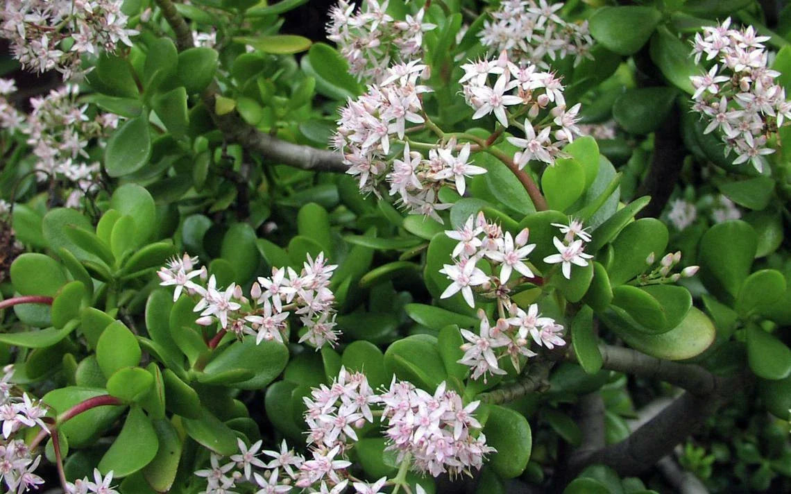Green Jade Succulent Cuttings - 10 Healthy Plant Cuttings for Propagation - Crassula Argentea - Ideal for Indoor Gardening