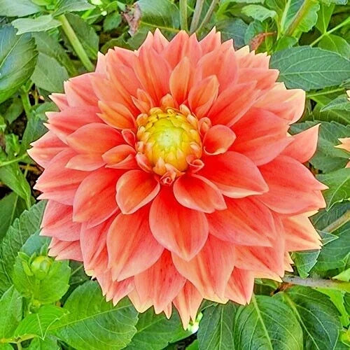 Dahlia Plant Bulb Tuber - Sunset Tropicana Orange Peach Yellow Blooms - Dahlia 'Sunset Tropicana' - Live Flower Bulb