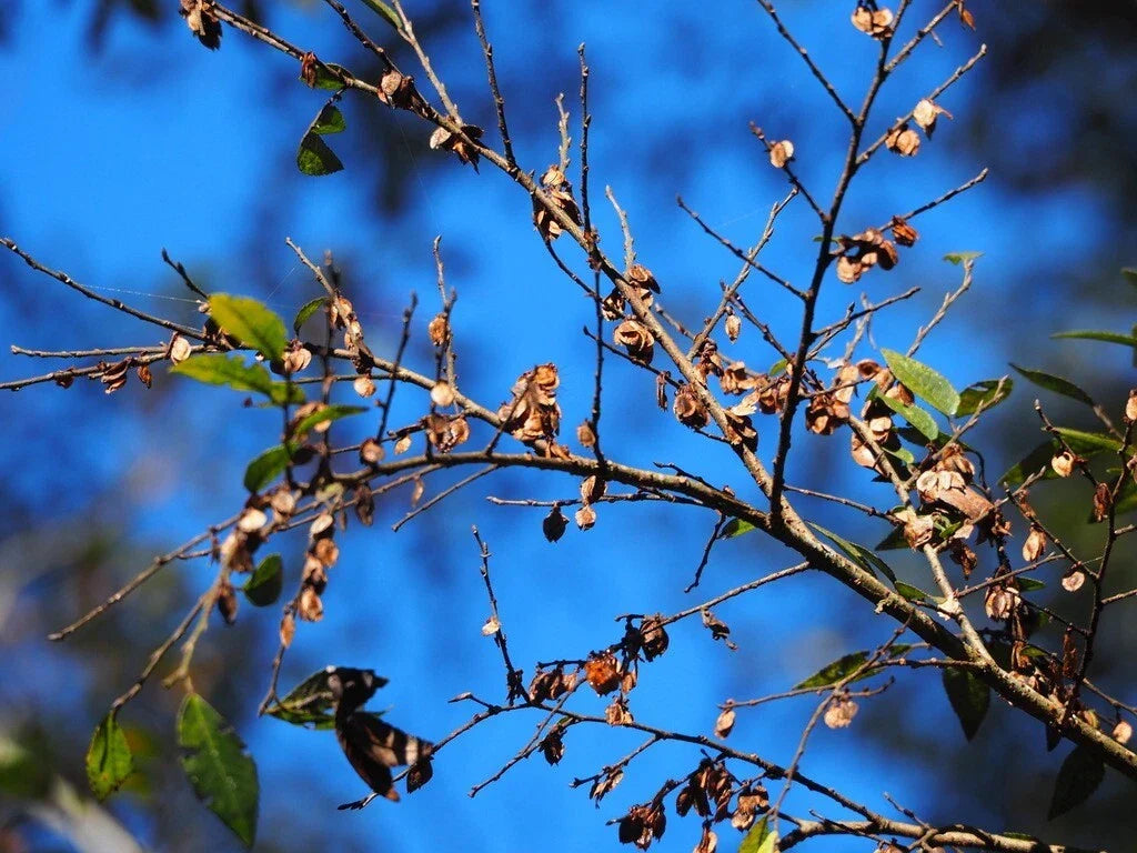 Chinese Elm Tree Seeds 1,000+ Count Ulmus parvifolia Ideal for Bonsai Landscaping Drought-Tolerant Easy to Grow