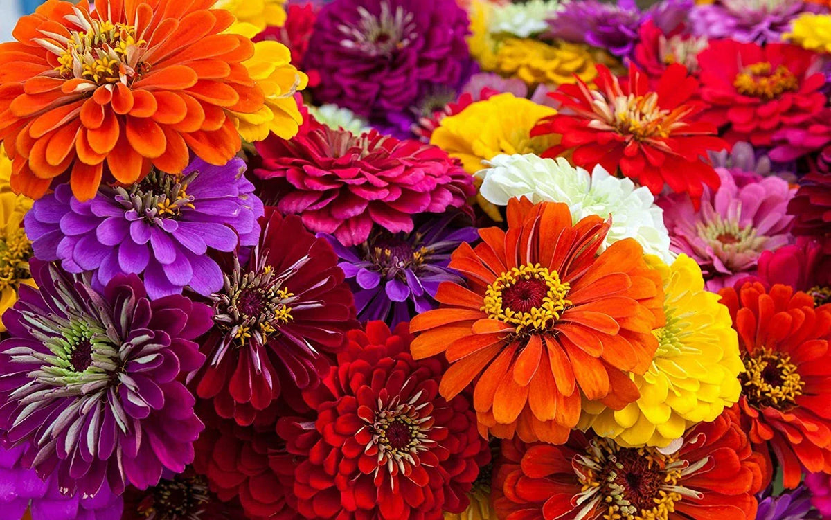Giant California Zinnia Seeds - 200 Count - Colorful Flower Seeds - Zinnia elegans - Easy to Grow for Garden and Pollinators