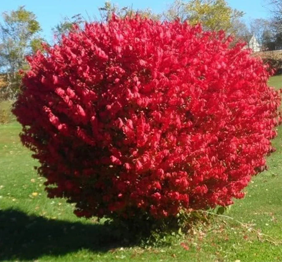 Dwarf Burning Bush Seedlings - 5 Live Bare Root Plants - Euonymus alatus - Compact Red Foliage for Seasonal Color