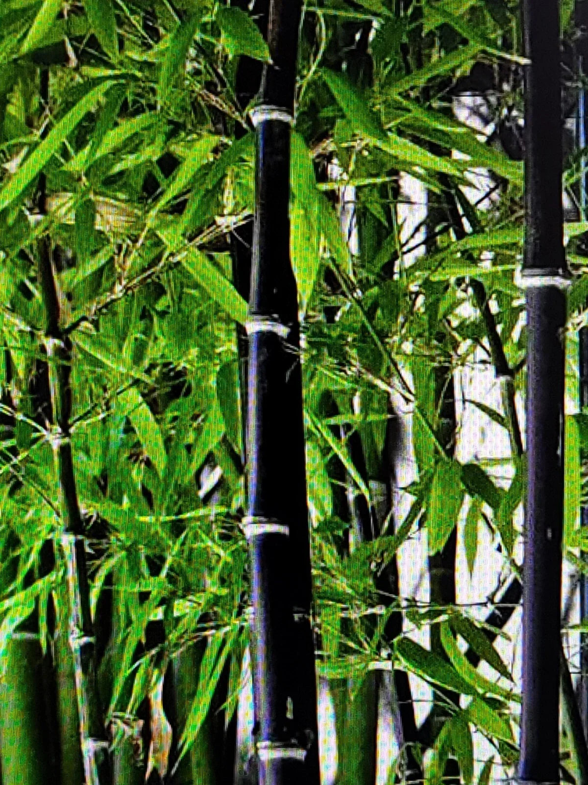 Live Black Bamboo Rhizomes Set - Freshly Dug Phyllostachys Nigra - Ideal for Landscaping, Privacy Screens, and Containers