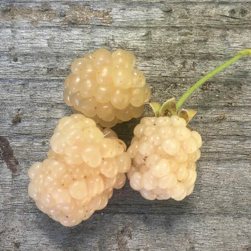 Snowbank White Blackberry Plant, Live Plant, Rubus fruticosus 'Snowbank', Zones 5-8, Sweet White Berries for Gardens