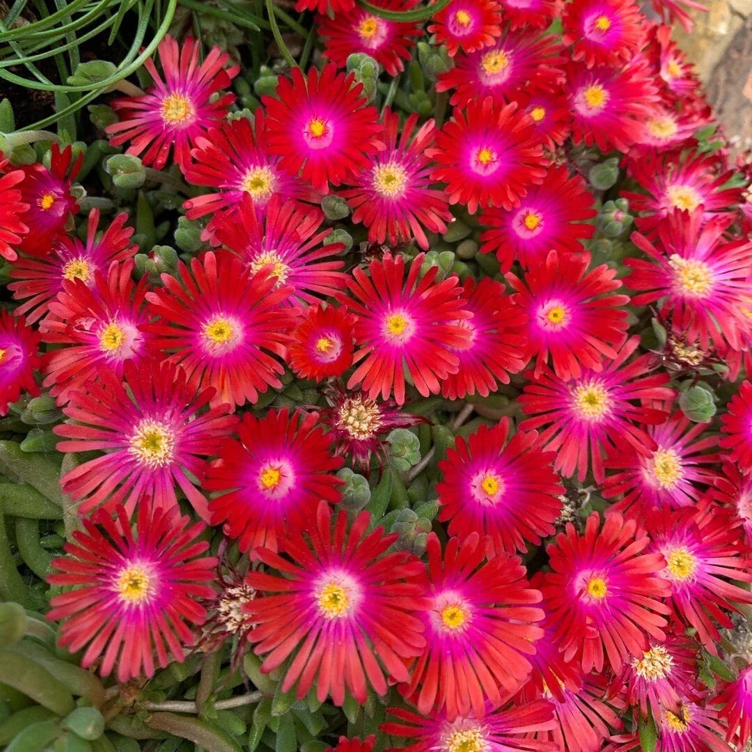 Delosperma Ice Plant Bareroot Starter Plant, Drought-Tolerant Groundcover, Garnet Red Blooms, Cold-Hardy Succulent