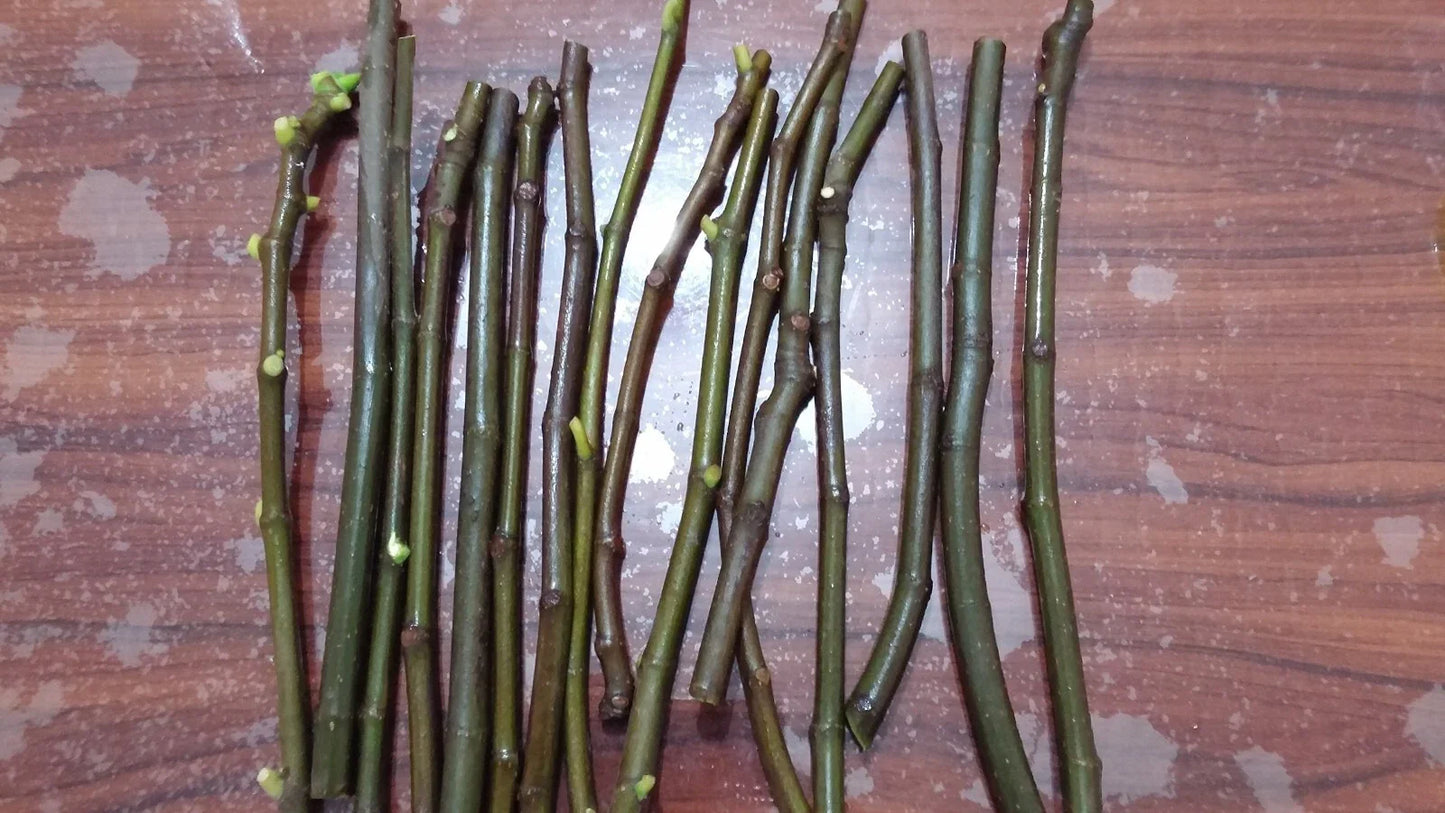Smith Fig Cuttings (Ficus carica) - 5 Unrooted 6–8" | Rare Premium Fig Variety | Rich Sweet Flavor | Propagate Heirloom Fruit Tree