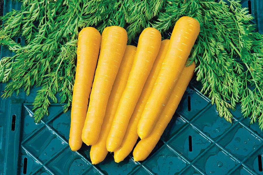 Gold Nugget Carrot Seeds - 1000+ Count - Organic Heirloom Carrot Seeds - Daucus carota - USA