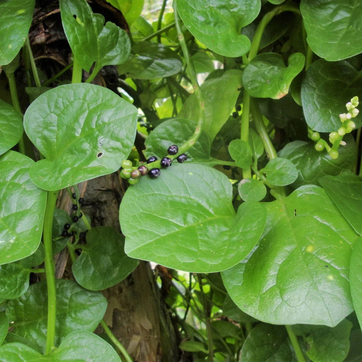 Giant Malabar Spinach Seeds | 50 Pack | Basella alba | Fast-Growing Green Vine Lettuce for Vegetable Gardens