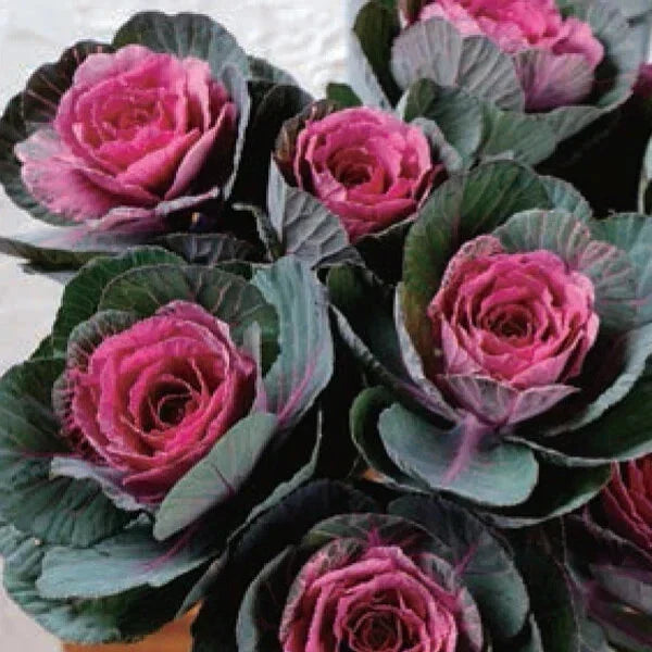 Condor Red Ornamental Kale Seeds - 10 Organic Seeds - Brassica oleracea - USA Grown, Non-GMO, Vibrant Red Foliage