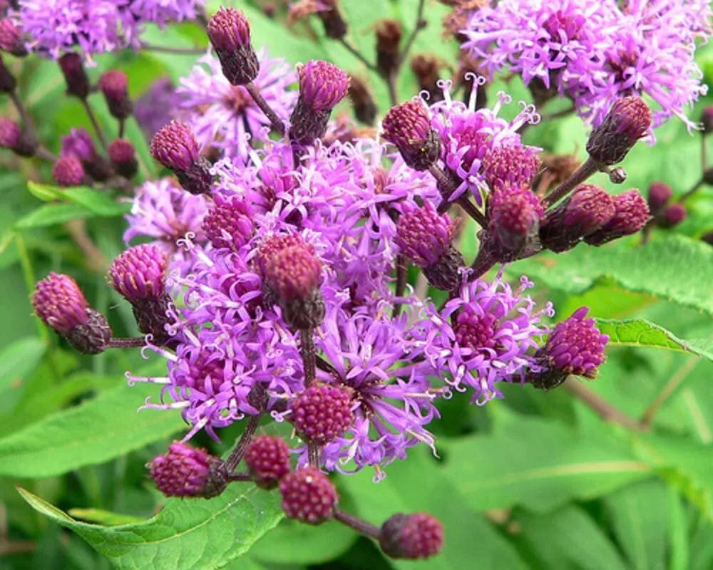 Ironweed Seeds 100 Pack, Purple Flowering Plant, Vernonia gigantea - Perennial for Pollinator Gardens