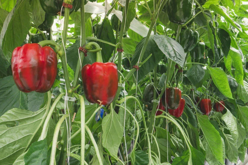 Sweet Red Girl Bell Pepper Seeds - 500 Count Non-GMO Heirloom - Capsicum annuum for Home Gardening & Containers