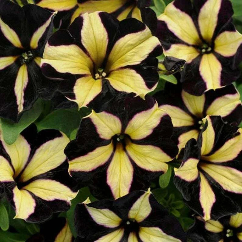 Petunia Seeds 50 Pack Black Yellow Flowers for Containers Hanging Baskets Petunia x hybrida