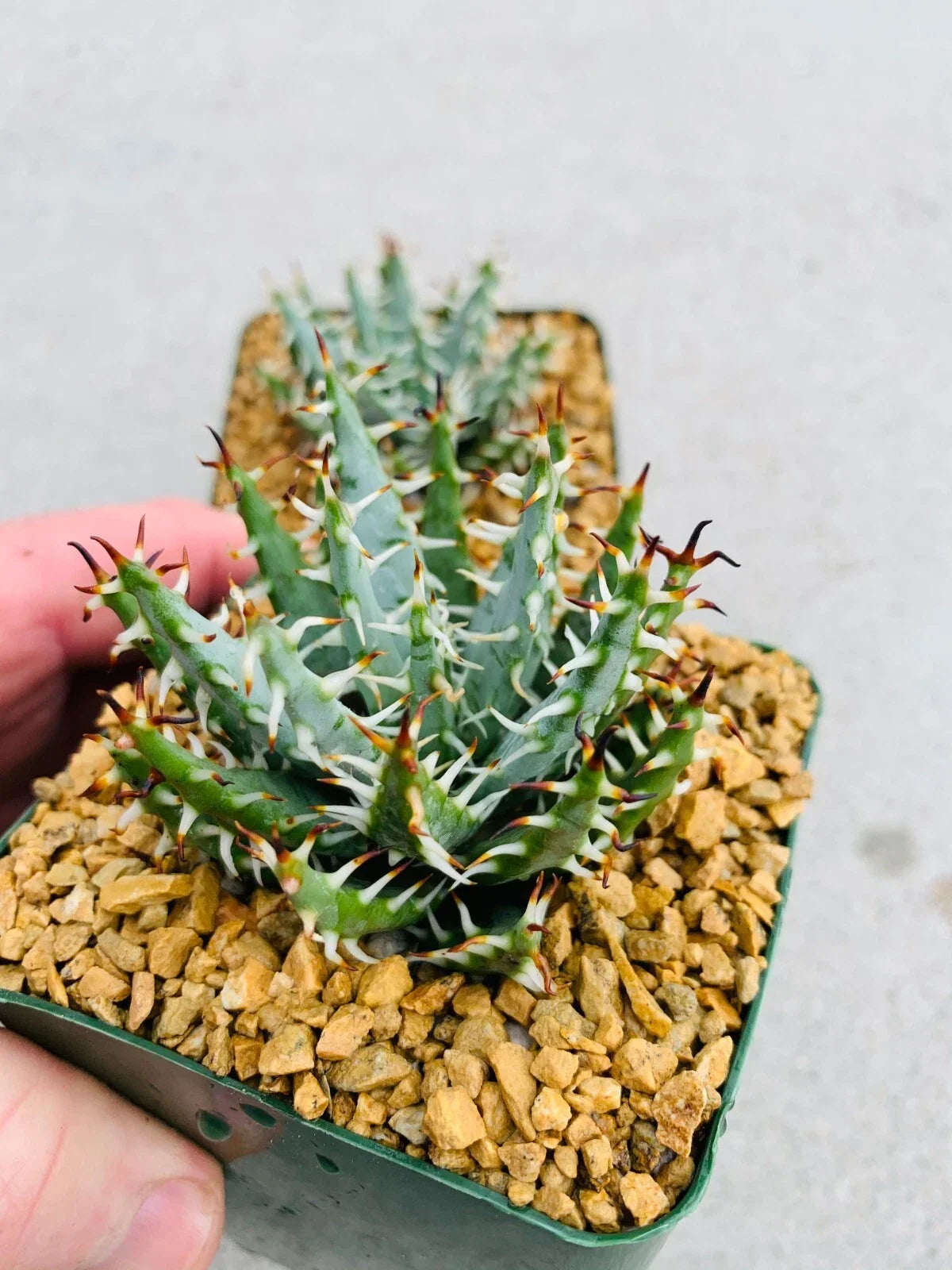 Aloe Erinacea Seeds - 25 Pack - Drought-Tolerant Succulent - Aloe erinacea - Ideal for Indoor/Outdoor Gardening