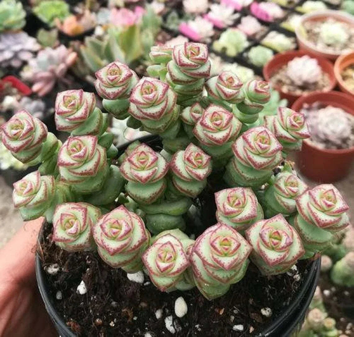 Live Crassula cv. 'Jade Necklace' Succulent in 2'' Pot - Easy Care Indoor Houseplant, Trailing Growth, Crassula perfoliata var. falcifolia