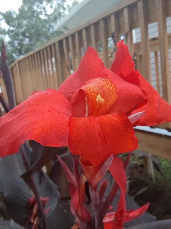 Canna Lily Bulbs (2) - Red Velvet - Exotic Flowers - Canna indica - Tropical Garden Plant with Dark Foliage