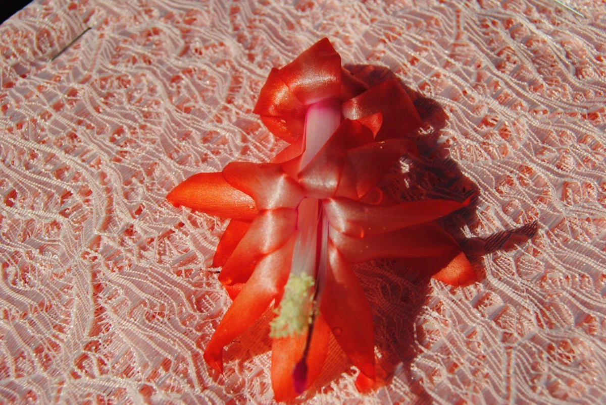 Christmas Cactus Starter Plant - Small Peach Party - Schlumbergera Truncata - Well-Rooted Indoor Plant for Home Decor