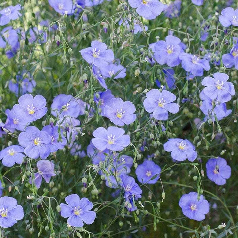 Blue Flax Seeds - 500 Non-GMO Wildflower Seeds - Linum lewisii - Perennial Garden Plant for Pollinators
